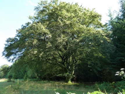 Bild 1 von 1 Rotbuche 